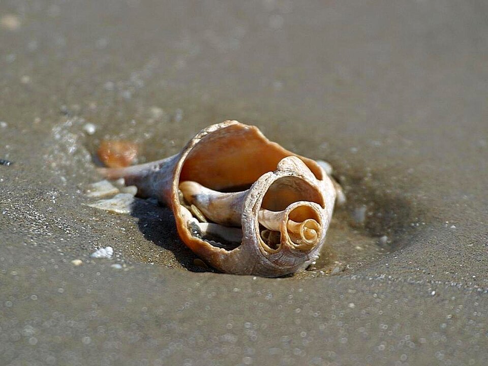 Shells beaches landscapes