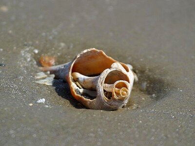 Shells beaches landscapes