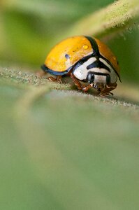 Garden bug yellow photo