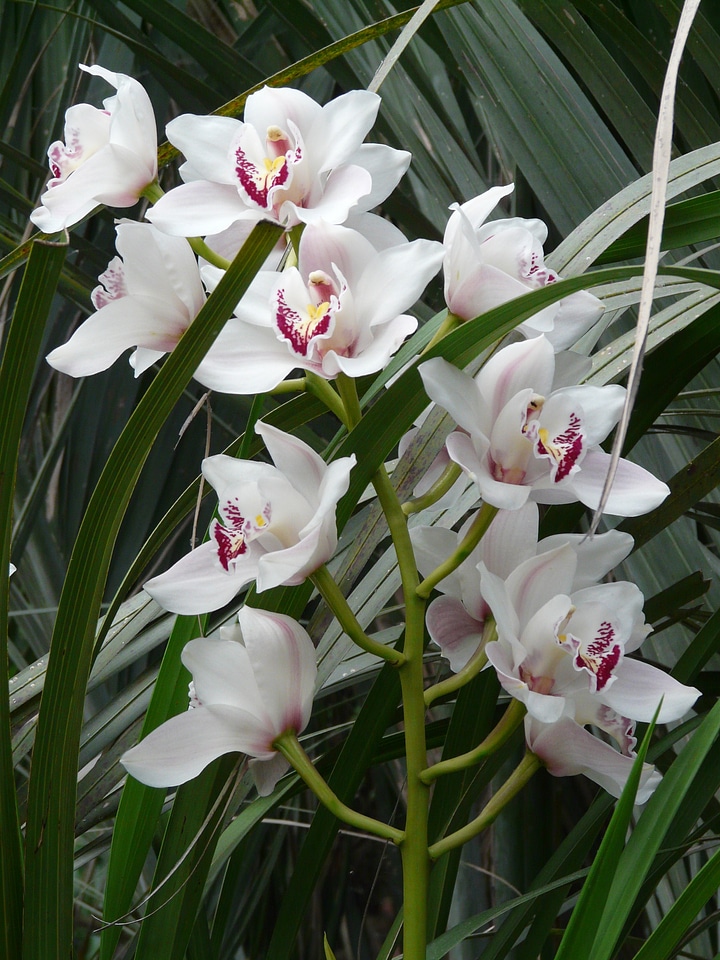 Blossom bloom plant