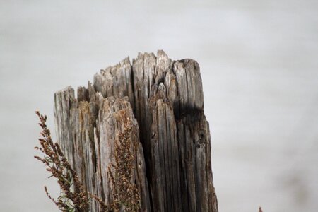 Weathered bark wood photo