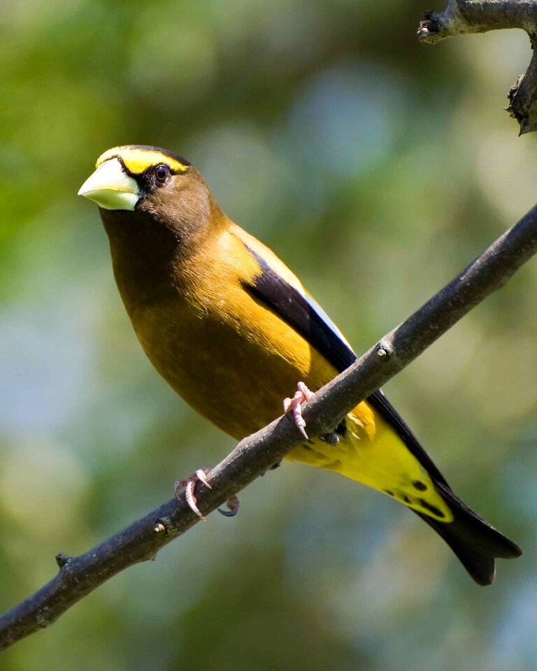 Evening grosbeak birds