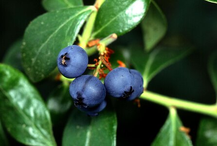 Fruits plants flora