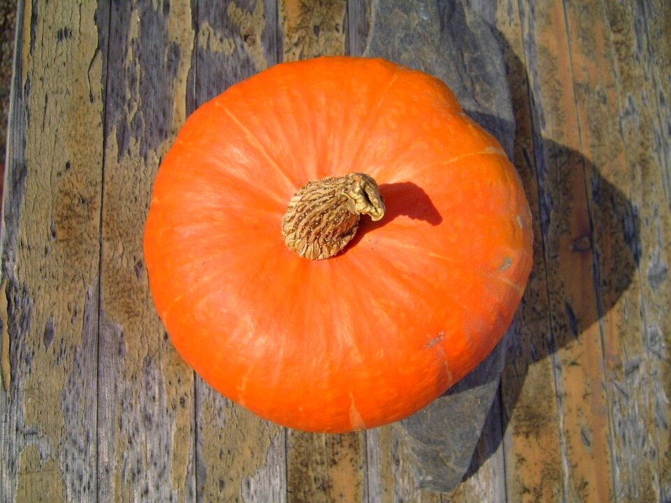 Pumpkins vegetables plants