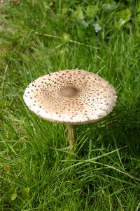 Fungi plants flora