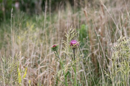 Plant flora summer