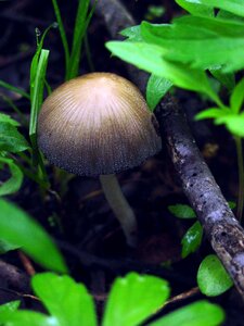 Cup mica mushrooms