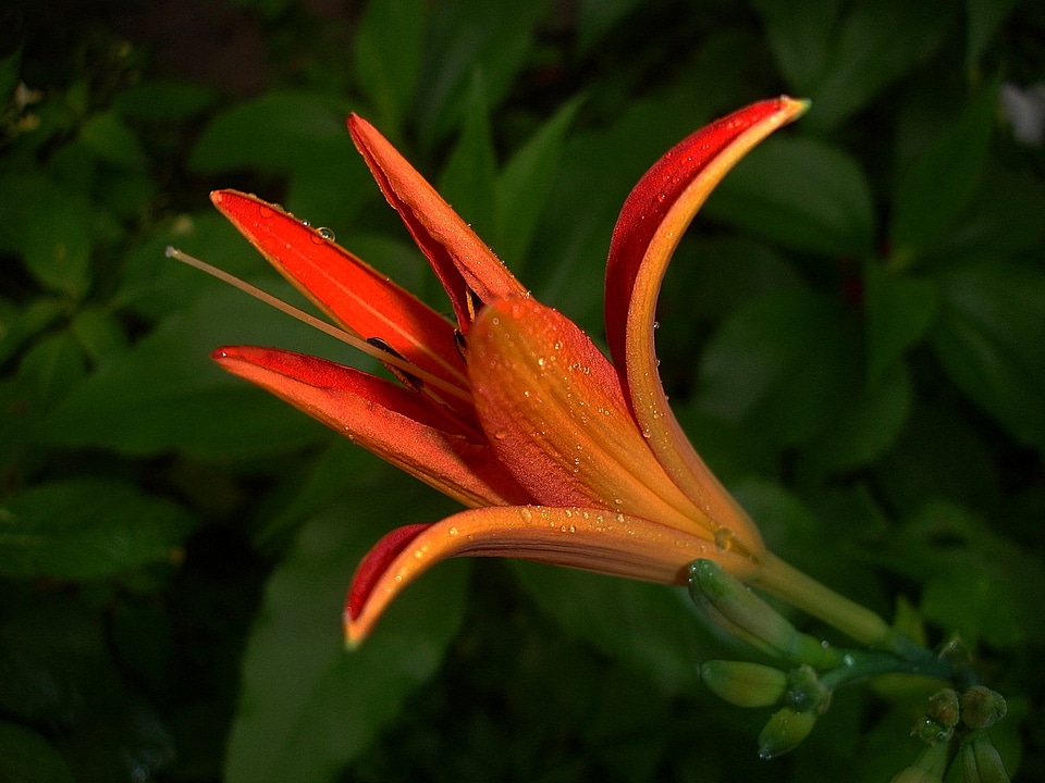 Flower garden summer