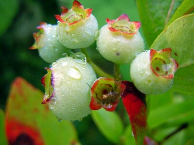 Blueberries fruit set immature
