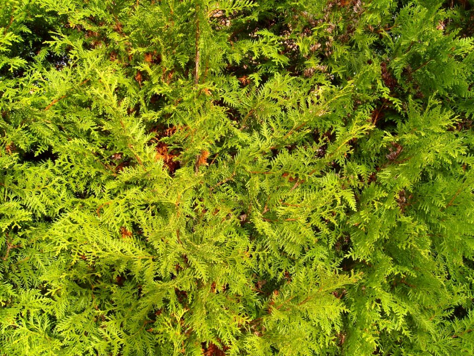 Spruce conifer trees