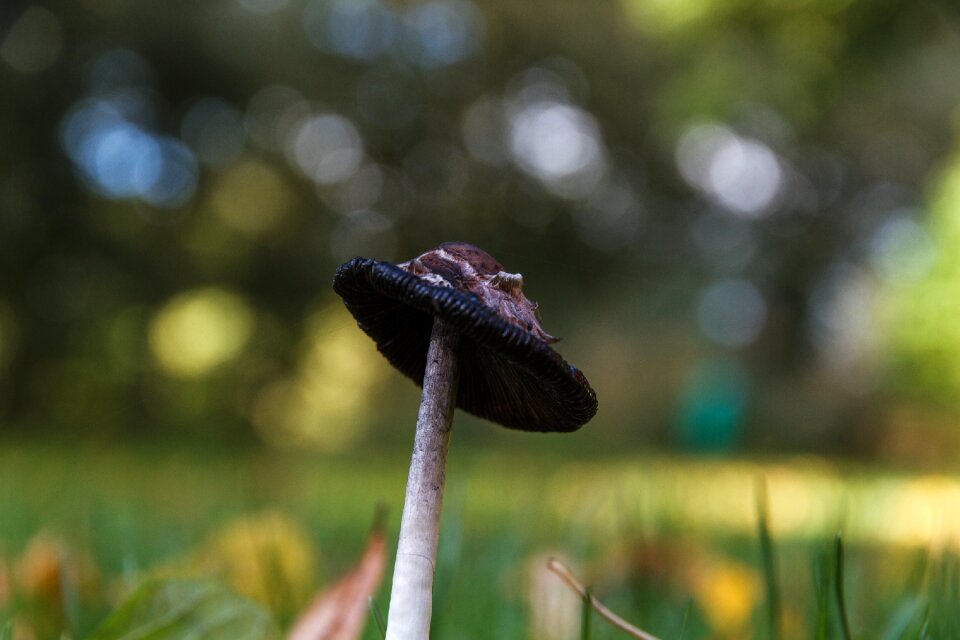 Mushroom meadow nature