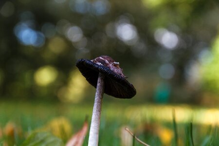 Mushroom meadow nature