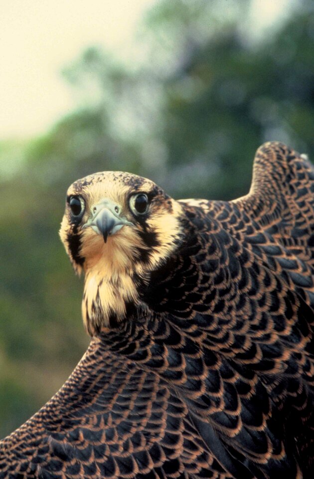 Falcon peregrine falcons photo