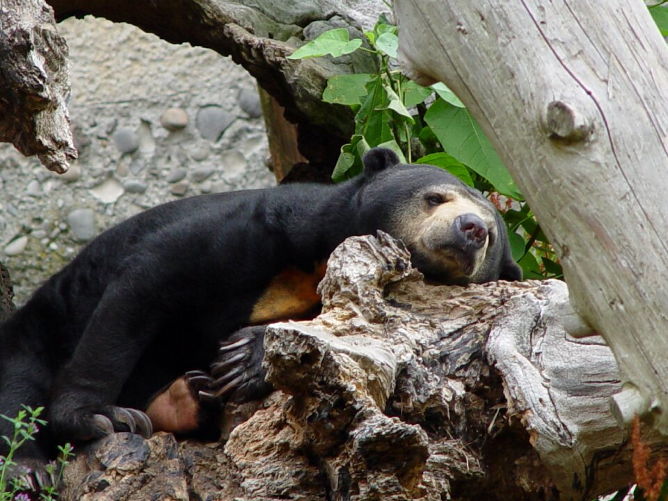 Resting animal wildlife