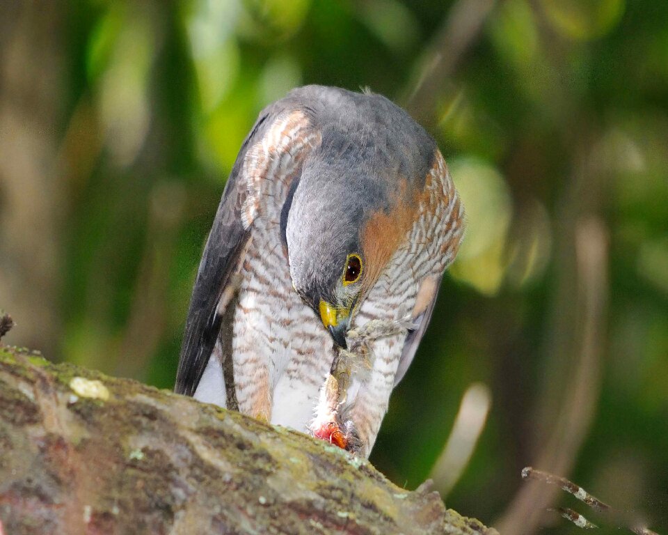 Branch sitting striatus