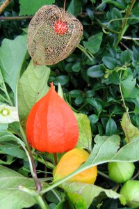 Bladder cherry physalis nachtschattengewächs photo