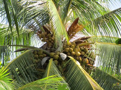 Palm coconut tree coconut photo