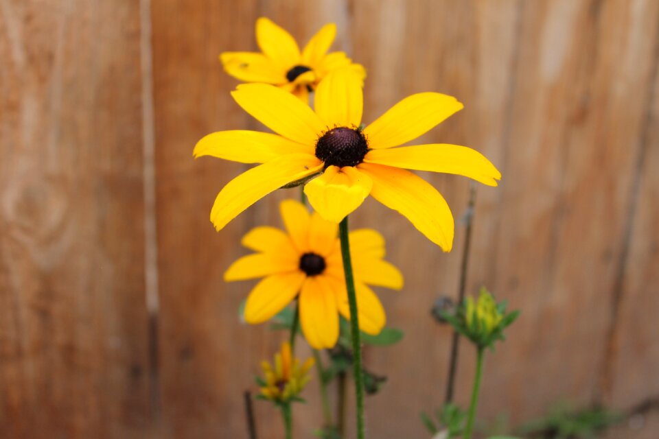 Yellow beautiful summer