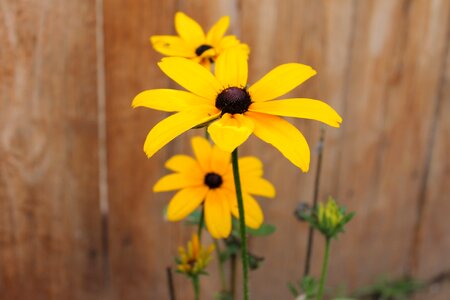 Yellow beautiful summer
