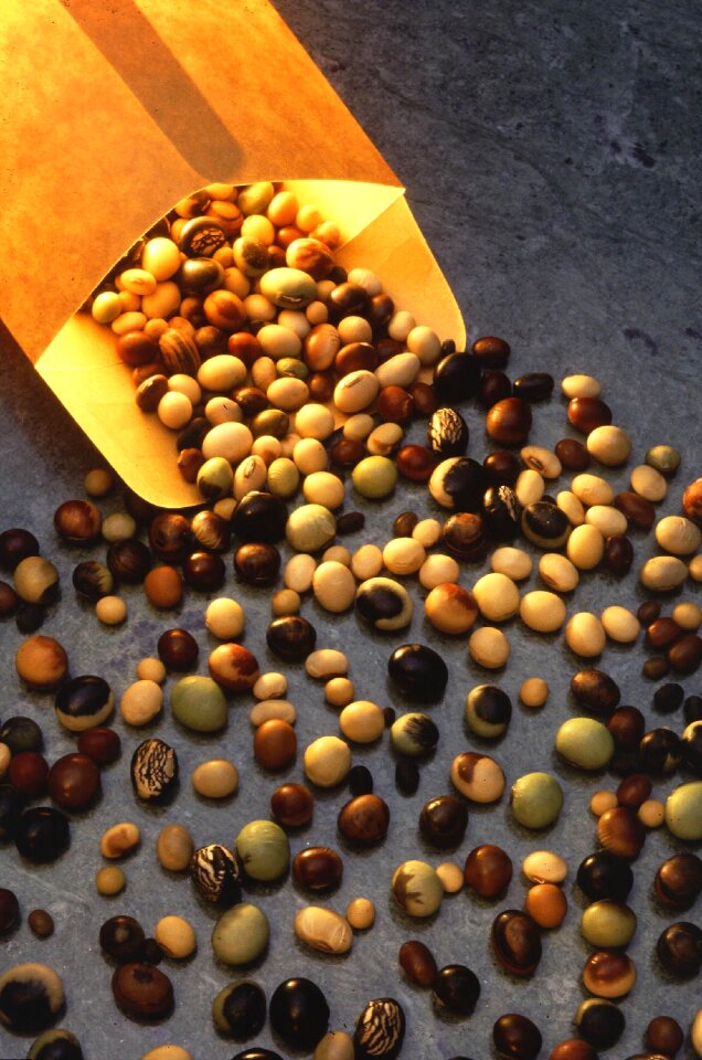Seeds plants flora