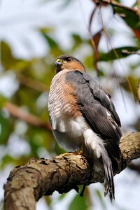 Hawk shinned sharp