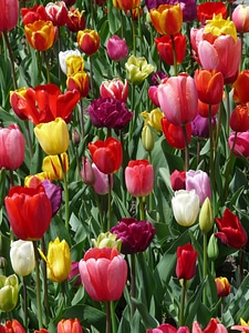 Tulip field colorful color