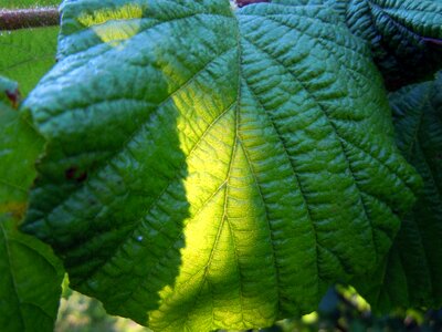 Walnut leaf sunny photo