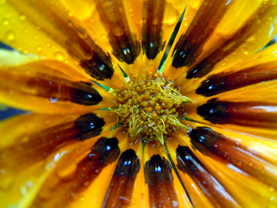 Macro shining yellow
