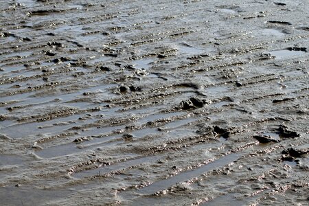 Mud dirty wadden sea photo