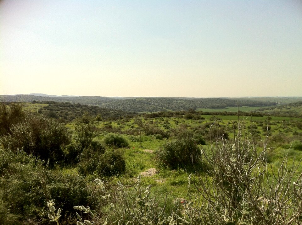 Nature scene