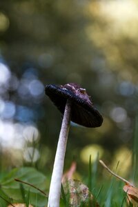Mushroom meadow autumn