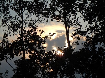 Silhouette backlighting nature