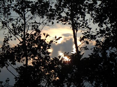 Silhouette backlighting nature photo