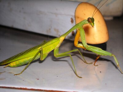 Grasshopper green insects photo