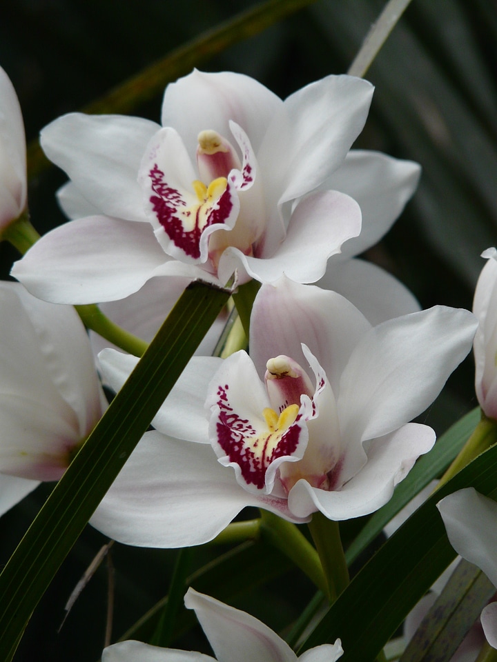 Blossom bloom plant