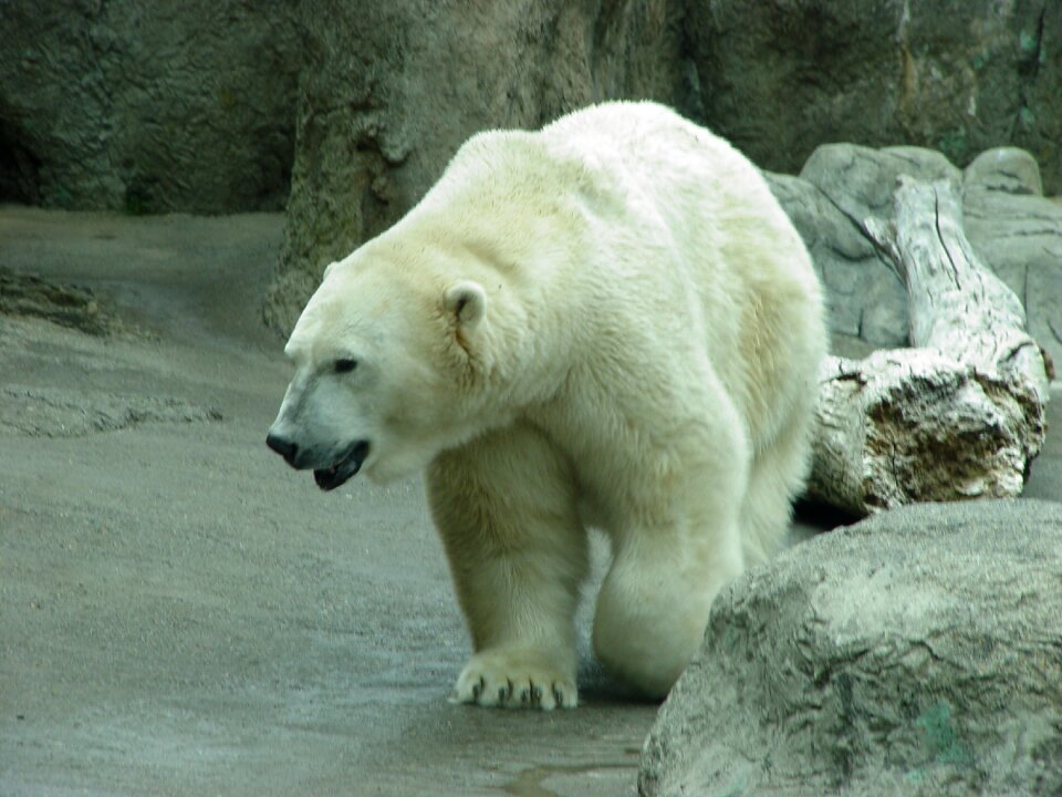 Bear animal white photo