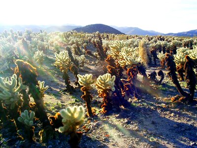 Nature desert landscape photo