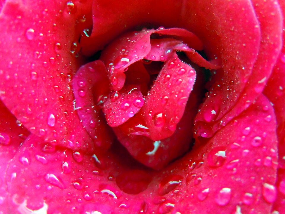 Red close up drop of water