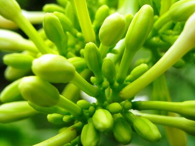Bud flowers green