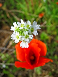 Plant poppy spring