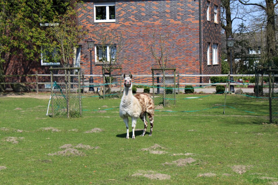 Nature animal enclosure