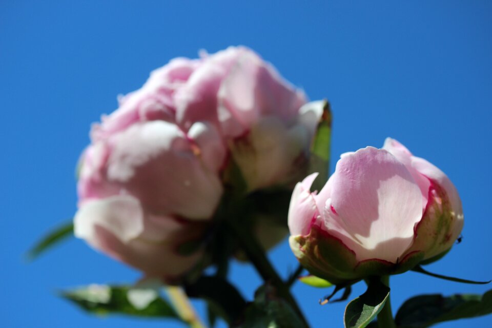 Bloom flower spring
