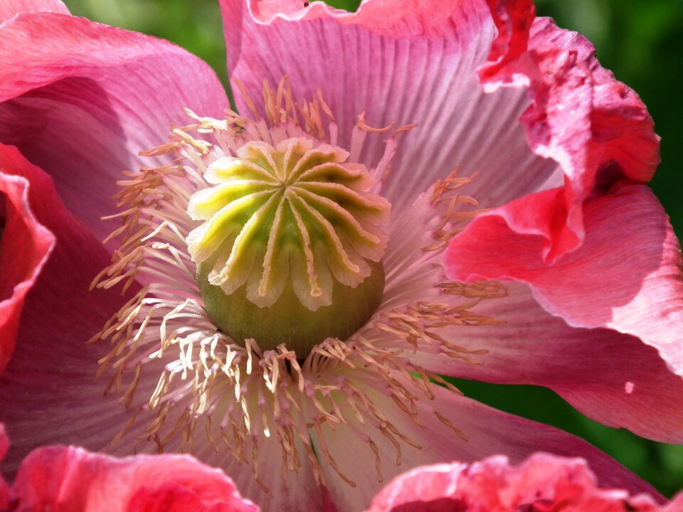 Blossom bloom stamens