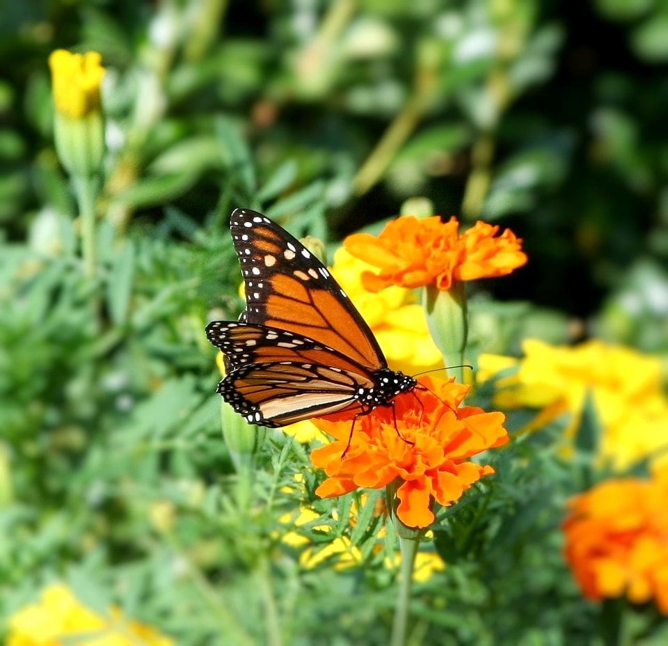 Insect flowers marigold