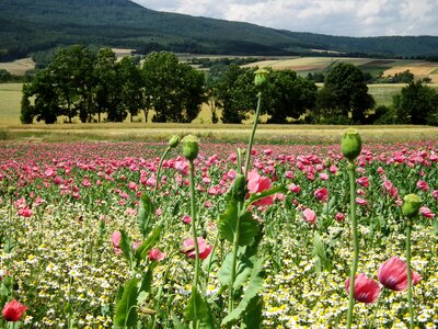 Field meissner mohngewaechs