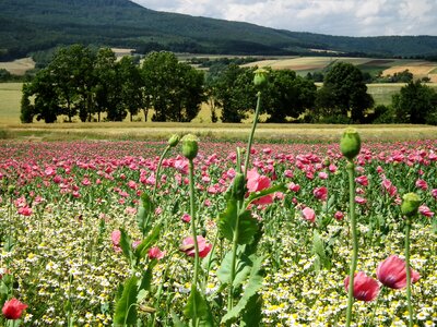 Field meissner mohngewaechs photo