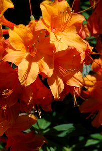 Floral rhododendron close-up