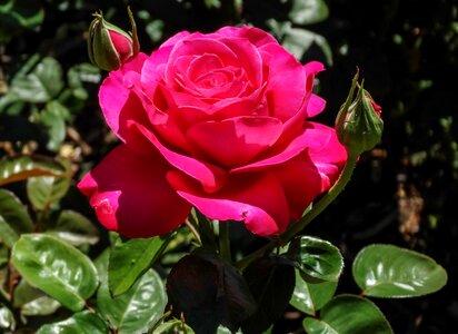 Garden nature red rose photo