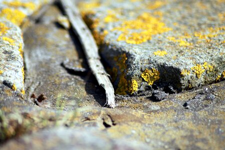 Lichen rock structure