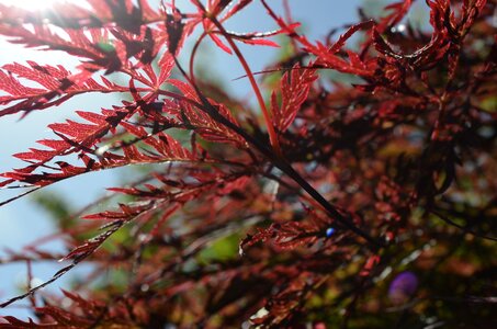 Tree nature red